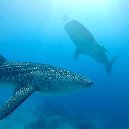 Southseas Beach Resort And Dive Center سانتاندير المظهر الخارجي الصورة