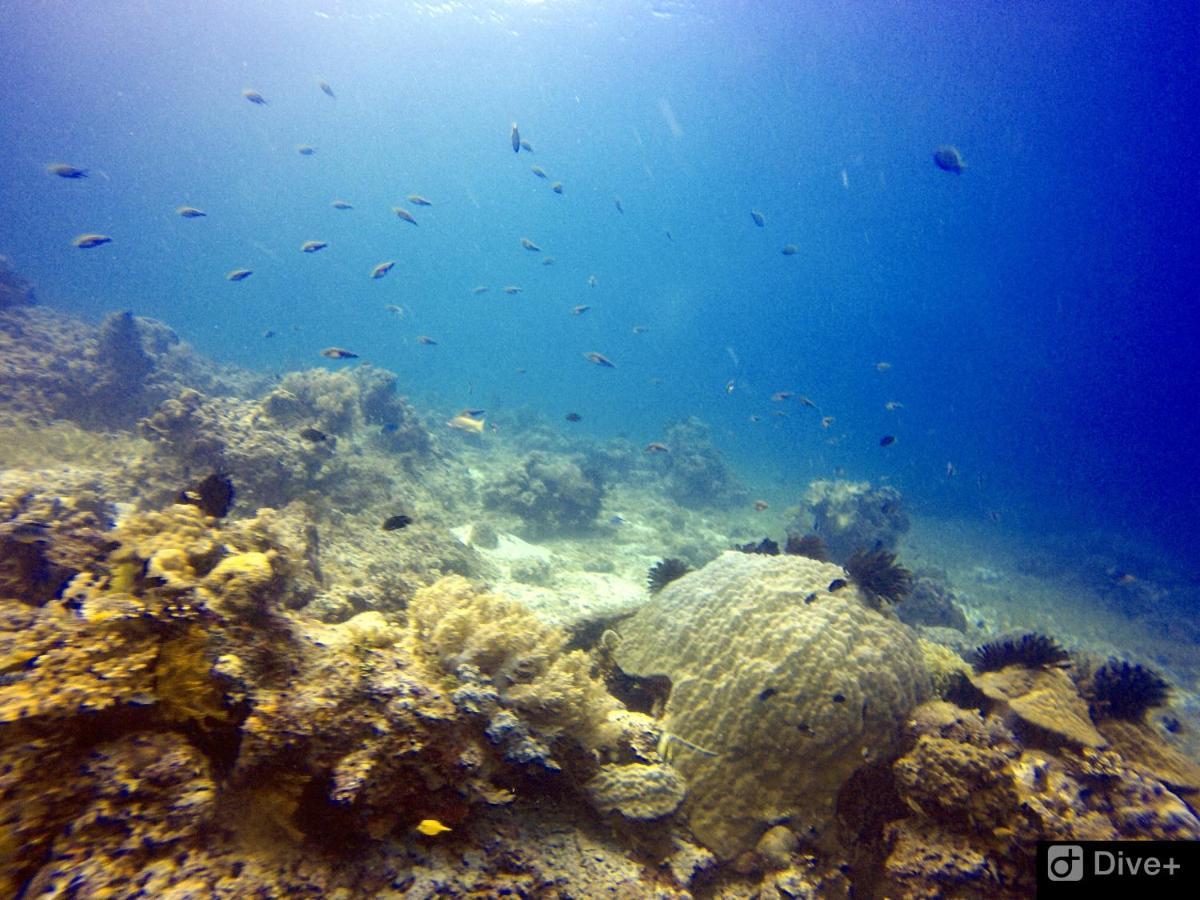Southseas Beach Resort And Dive Center سانتاندير المظهر الخارجي الصورة